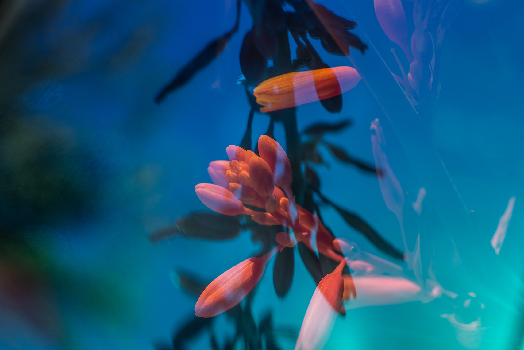 macro_flora_PS-15